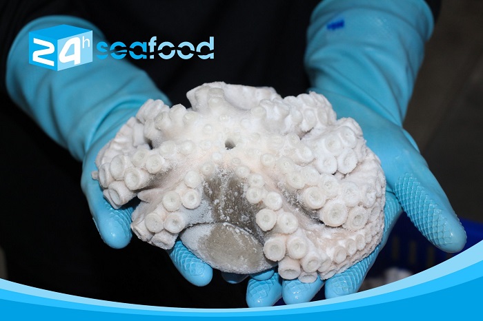 24hSeafood Chuyên Cung Cấp Bạch Tuộc Đông Lạnh Chất Lượng Cao