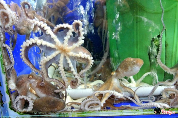 Mua Bạch Tuộc Sống Ở Sài Gòn: Hướng Dẫn Chọn Nơi Uy Tín & Cách Bảo Quản Đúng