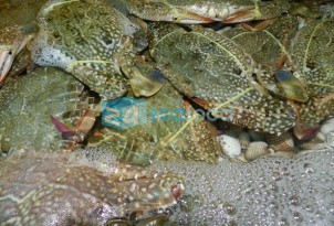 Chuyên Cung cấp ghẹ tươi sống cho Nhà hàng