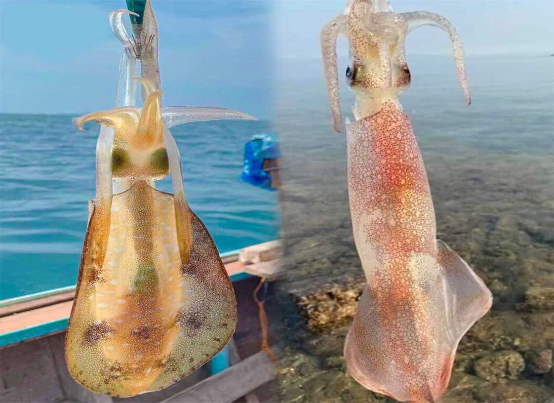 Cập nhật Giá Mực lá và Mực ống: phân biệt, so sánh và cách mua cho đúng