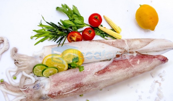 Các loại mực biển