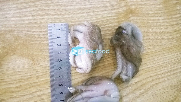 bạch tuộc baby