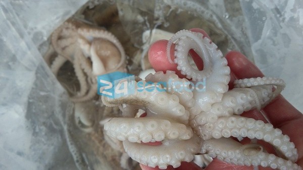 mua bạch tuộc ở đâu