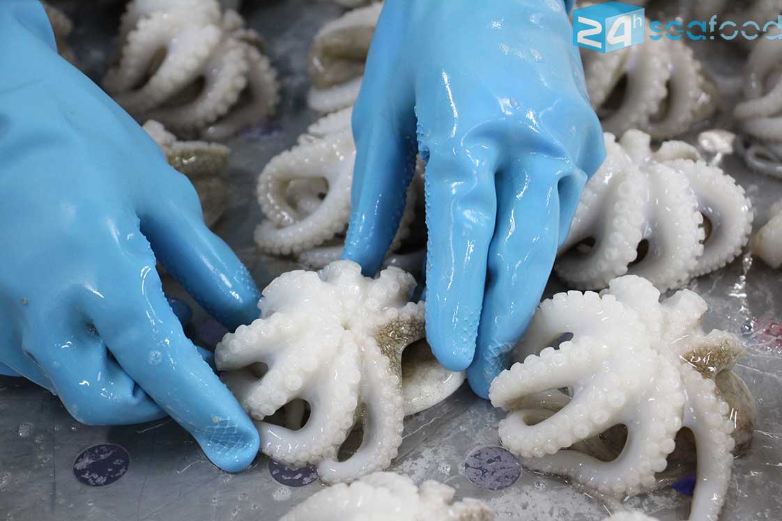 bạch tuộc đông lạnh size nhỏ (bạch tuộc baby) 24hseafood phù hợp để làm takoyaki