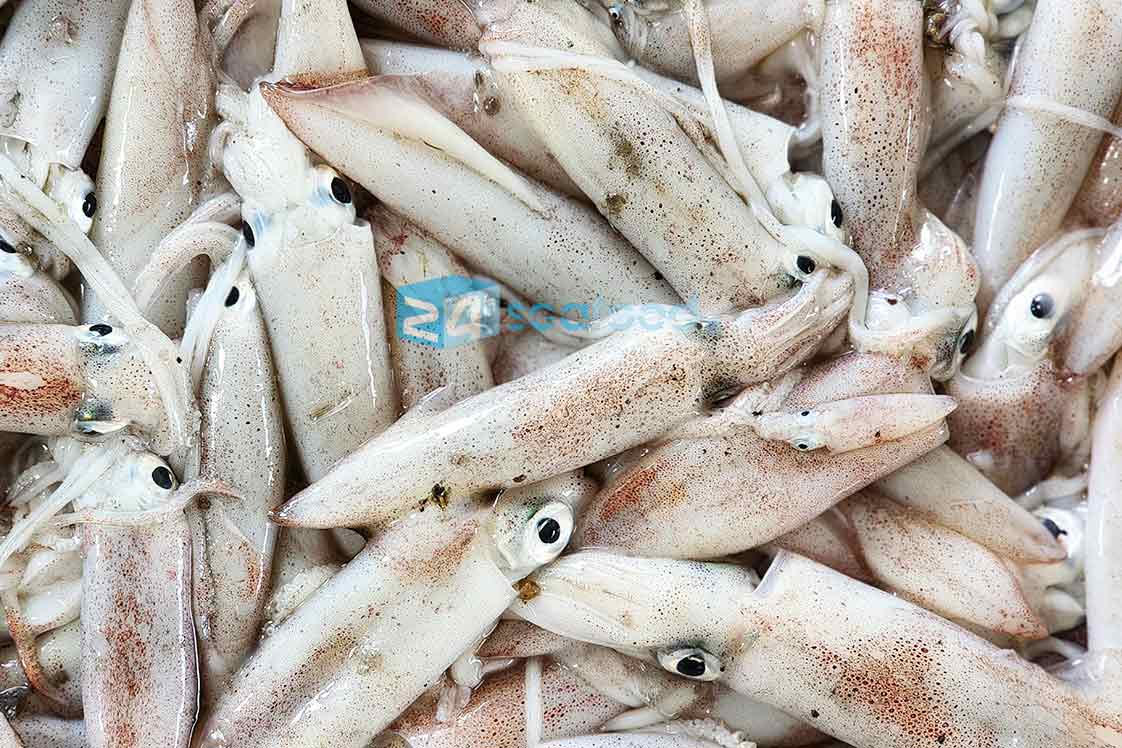 mực ống nhỏ 24hseafood được thu mua tuyển chọn, tươi ngon