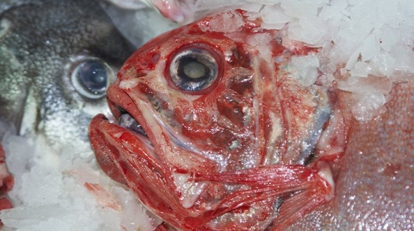 Cá Orange roughy