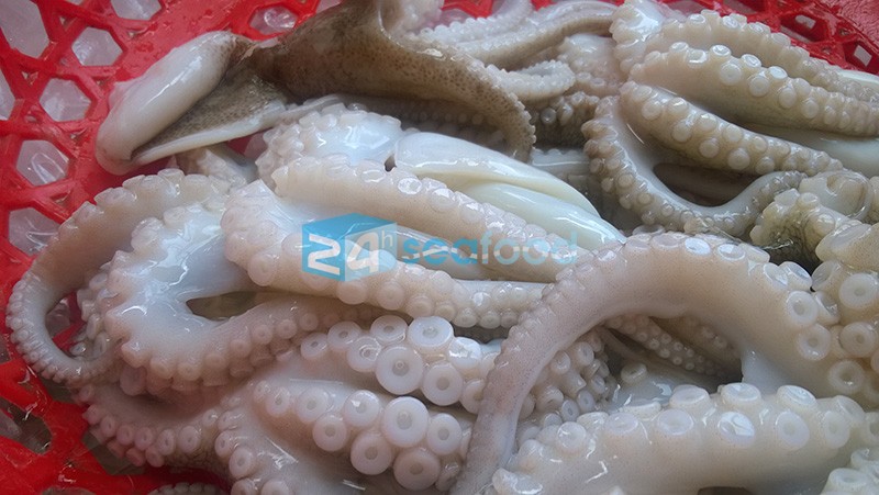 giá bạch tuộc tươi tại hà nội