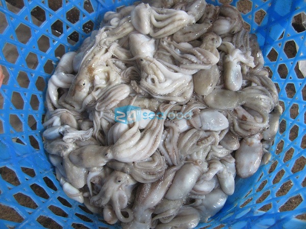 nguyên liệu đầu vào cho sản phẩm bạch tuộc đông lạnh 24hseafood