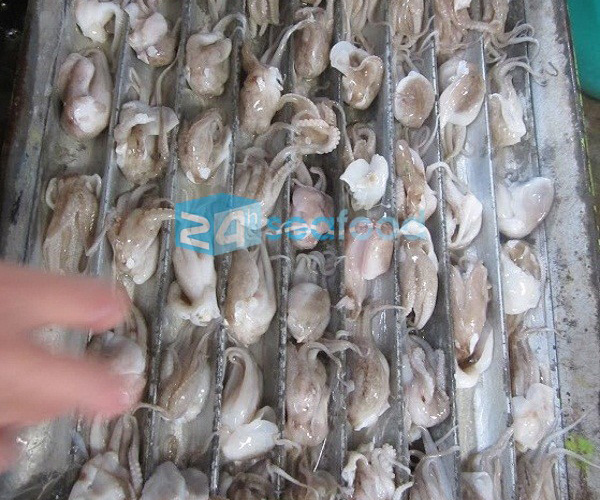 bạch tuộc cấp đông bach-tuoc-24hseafood