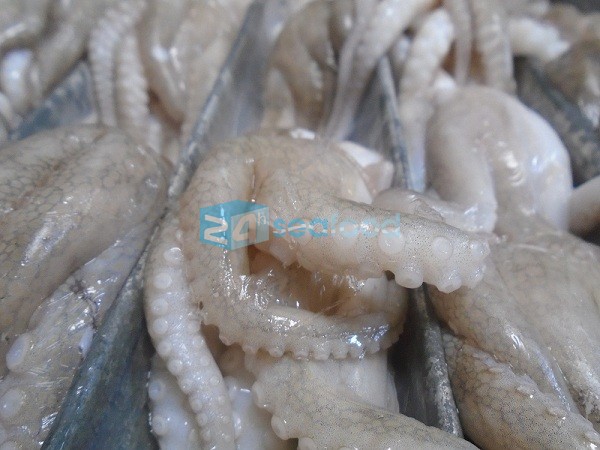 bach tuoc 24hseafood