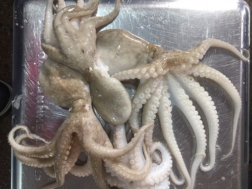 bạch tuộc 24hseafood chọn bạch tuộc tươi ngon và bạch tuộc đông lạnh chuẩn IQF