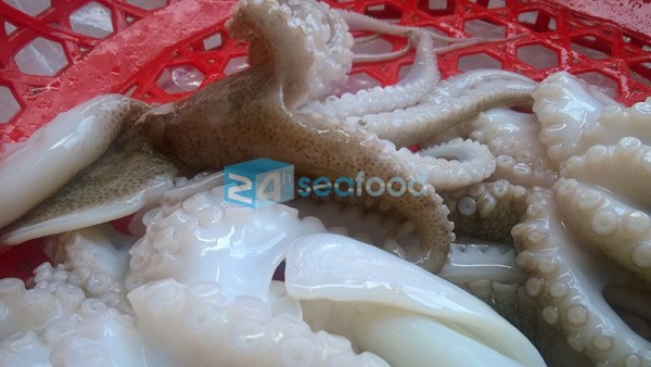 mua bạch tuộc ở đâu ngon bach tuoc 25(1)