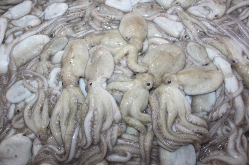 Bạch Tuộc Tươi - Công Ty Xuất Khẩu Bạch Tuộc- 24h Seafood