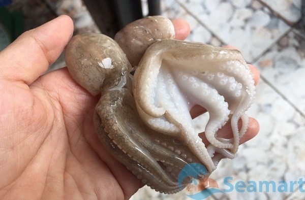 bạch tuộc baby bạch tuộc baby