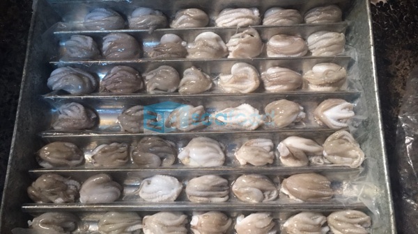 bạch tuộc cấp đông bach tuoc cap dong