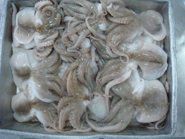 bach tuoc dong lanh