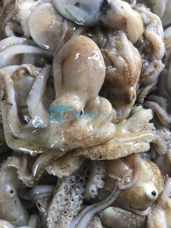 bạch tuộc nguyên liệu bạch tuoc nguyen lieu 2