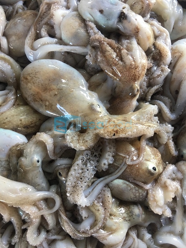 bạch tuộc nguyên liệu bach tuoc nguyen lieu