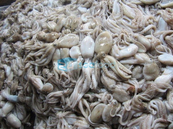 bạch tuộc nguyên liệu công ty 24h seafood