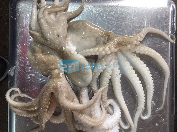 giá bạch tuộc nhỏ