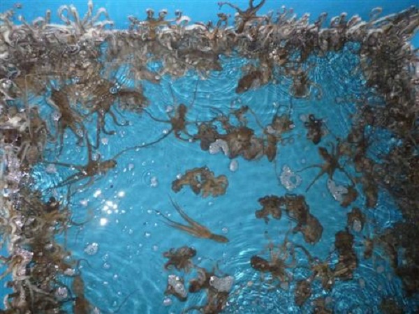 bạch tuộc sống