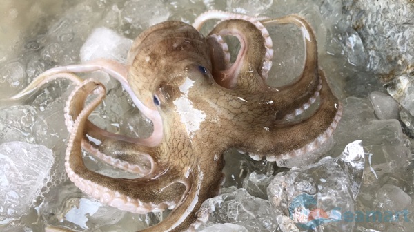 bach tuoc tuoi phan thiet bạch tuộc tươi phan thiết