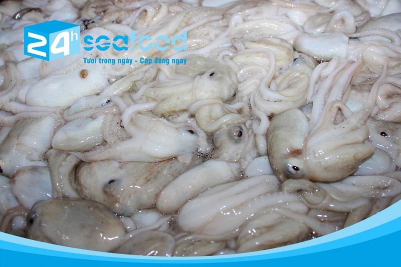 bạch tuộc nguyên liệu tươi