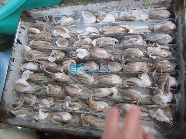bán buôn hải sản đông lạnh