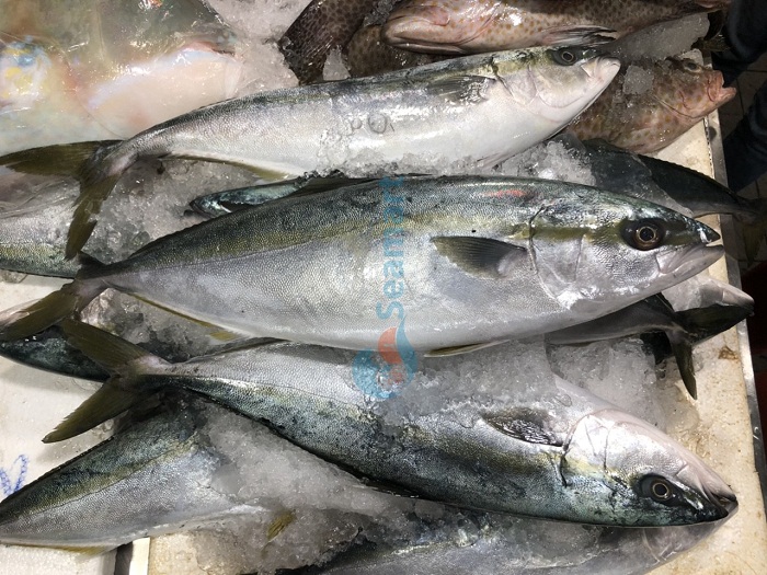 bán cá biển tươi tphcm