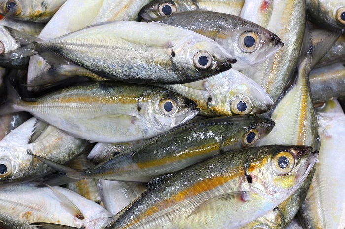 cá bạc má tươi