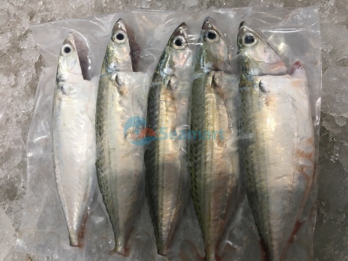cá biển tươi ngon