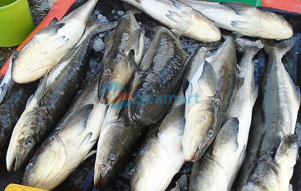 cá bớp tươi
