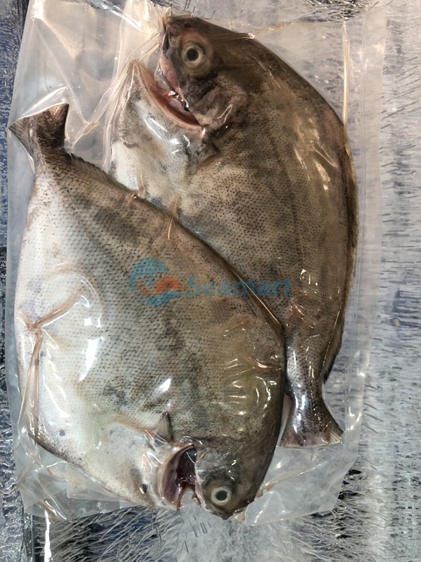 cá chim biển