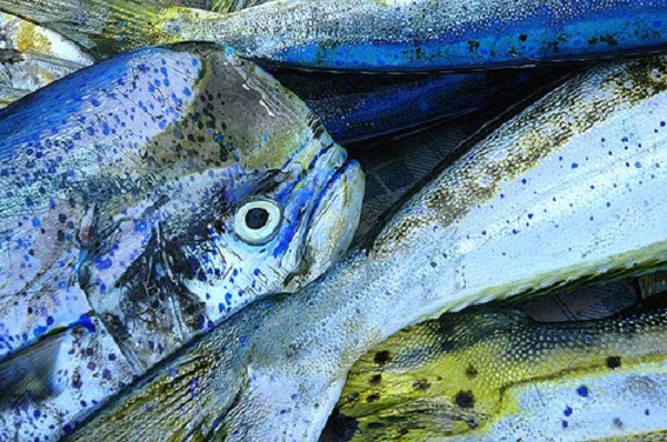 Cá Mahi