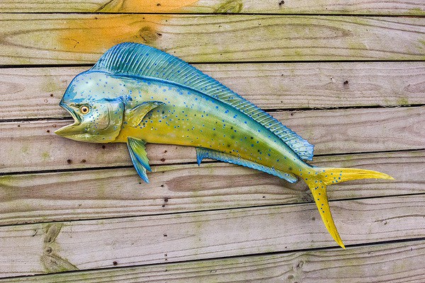 cac loai ca bien ngon tot suc khoe các loại cá biển ngon tốt sức khỏe