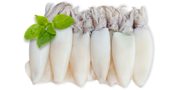 các loại mực biển