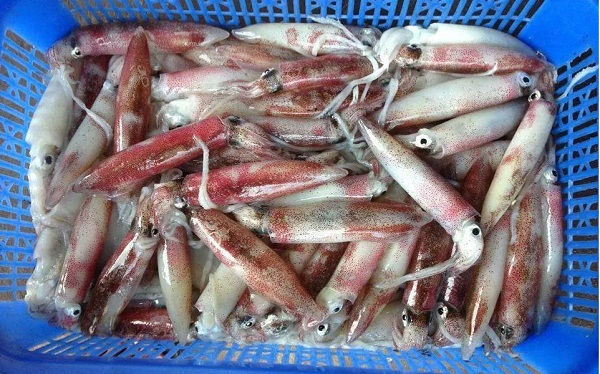 cac loai muc o viet nam các loại mực ở việt nam