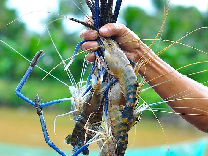 cách bảo quản tôm tươi trong tủ lạnh