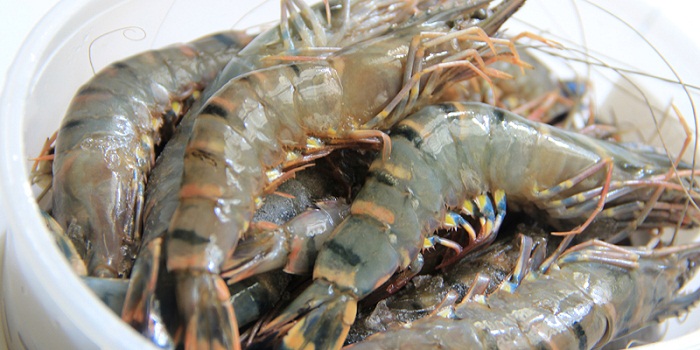 cach bao quan tom tuoi trong tu lanh dung cach cách bảo quản tôm tươi trong tủ lạnh đúng cách