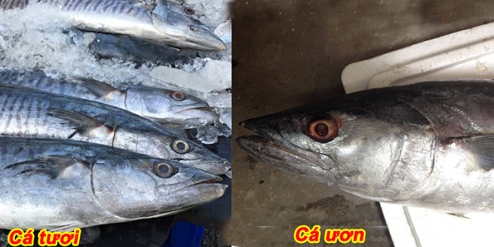 cách chọn cá tươi ngon