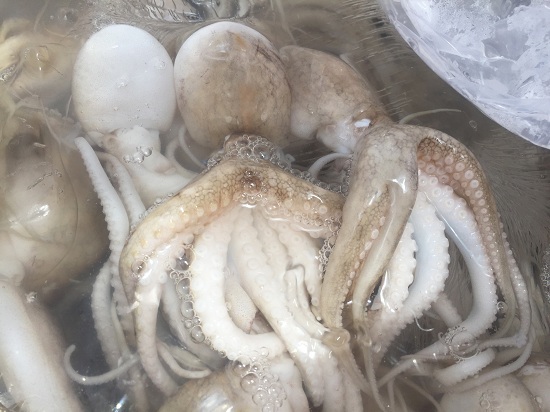 bạch tuộc tươi 24h seafood chọn bạch tuộc tươi ngon