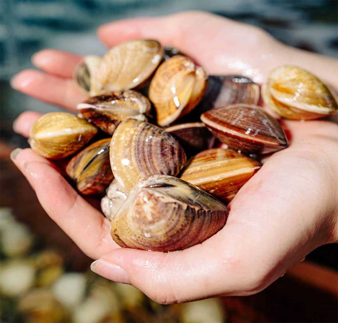 nghêu để nấu cháo hải sản