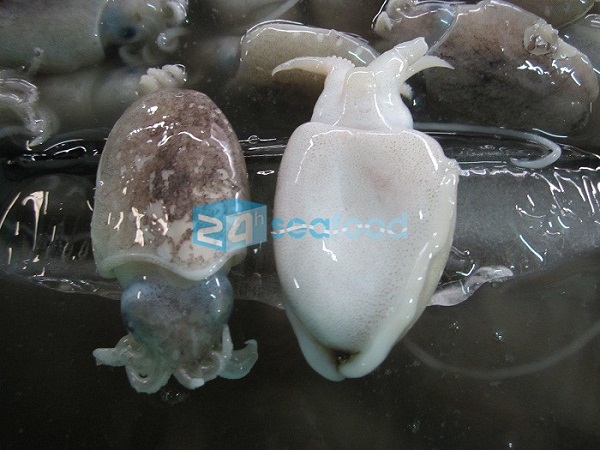 cách làm sạch mực nang