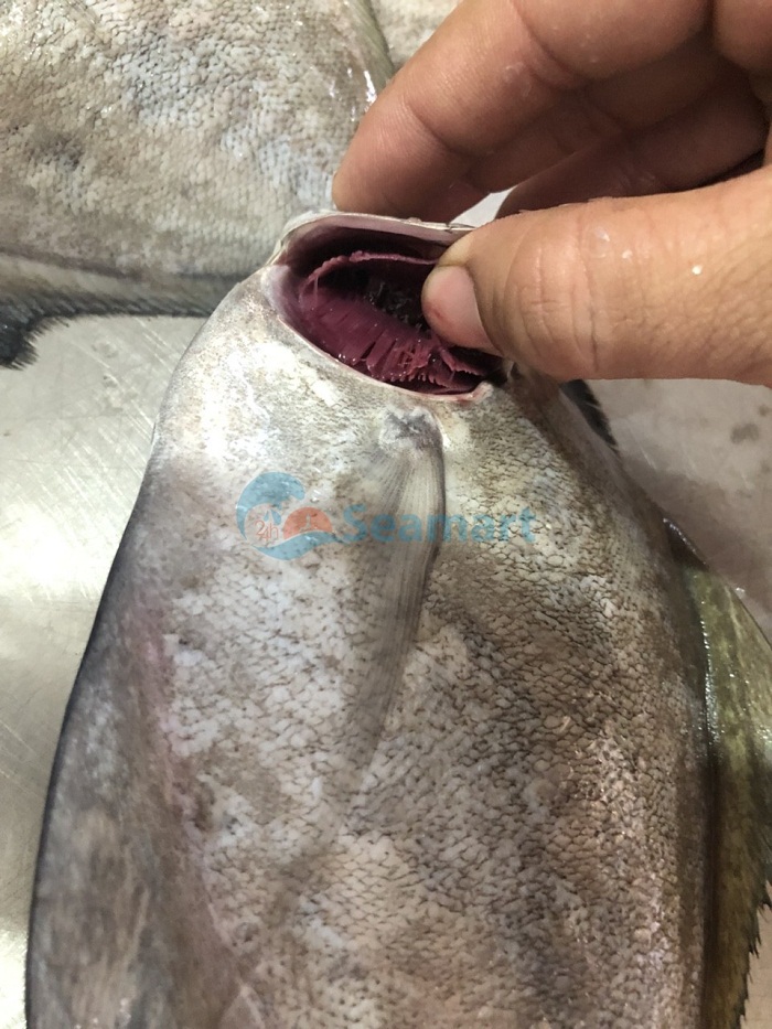 chọn cá biển tươi ngon