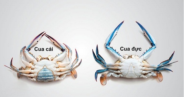 cua đực hay cua cái ngon hơn