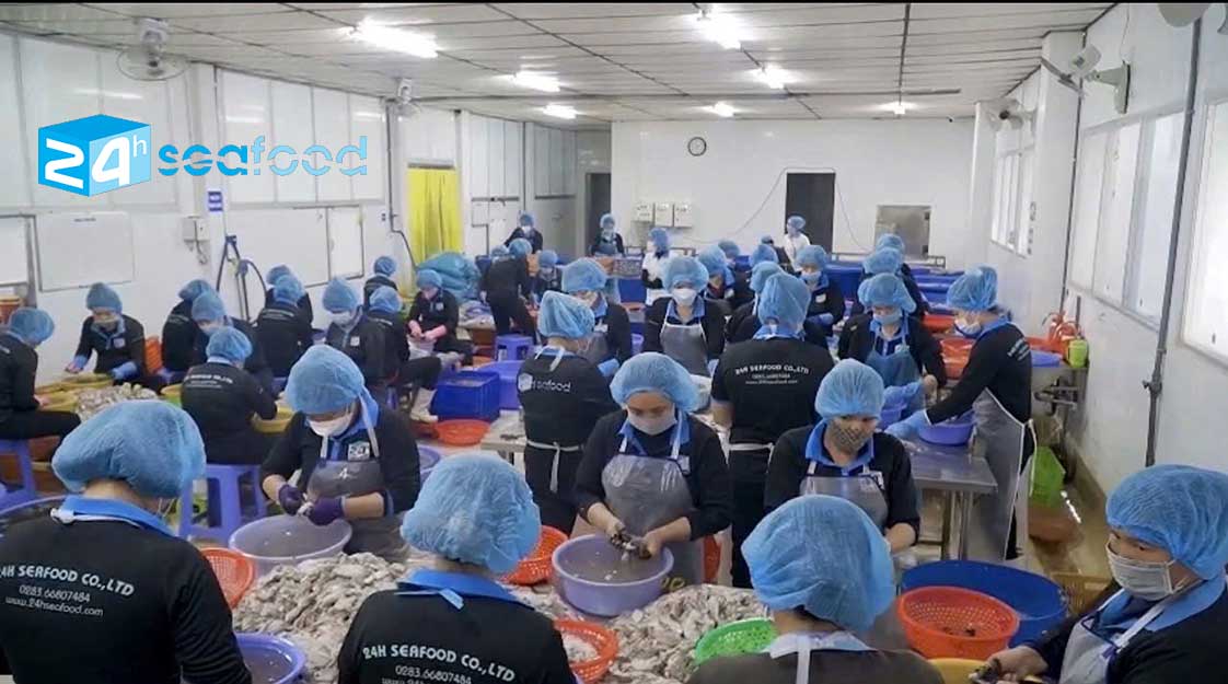 bên trong nhà máy chế biến mực ống loại to đến nhỏ 24hseafood 