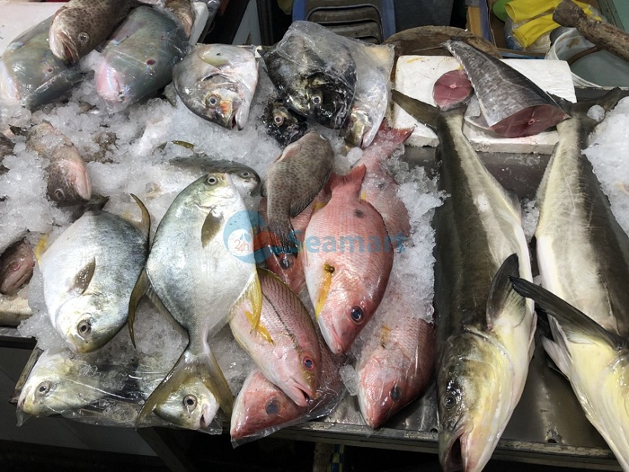 cung cấp cá biển tươi