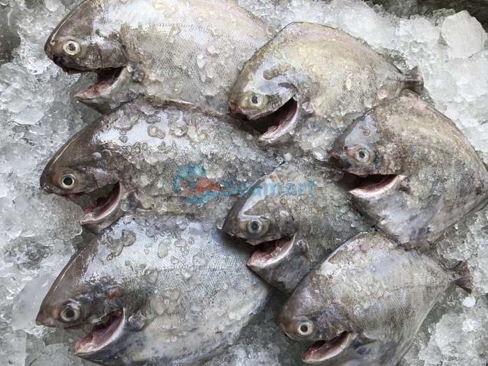 chuyên cung cấp cá biển tươi