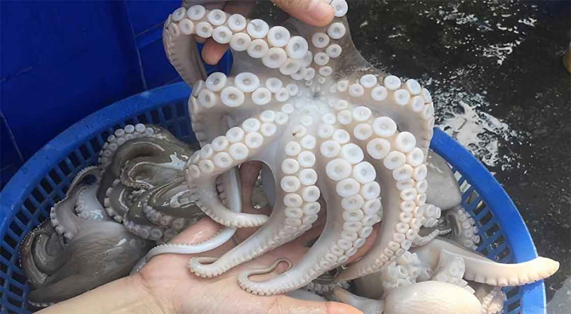 bạch tuộc còn sống là nguyên liệu thực phẩm tốt