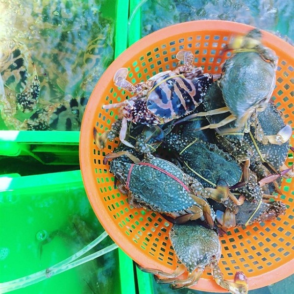 ghẹ vung tau